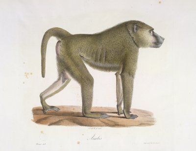 Anubis. Een baviaan, uit Histoire Naturelle des Mammifères (kleur litho) door French School