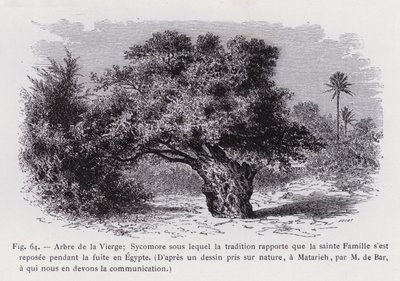 Boom van de Maagd; Sycomore waaronder volgens de traditie de Heilige Familie rustte tijdens de vlucht naar Egypte, Naar een natuurtekening, in Matarieh, door M de Bar, aan wie wij de communicatie te danken hebben door French School