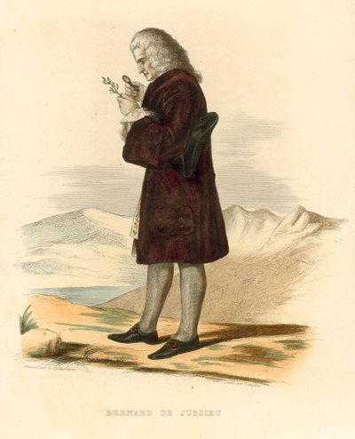 Bernard de Jussieu door French School