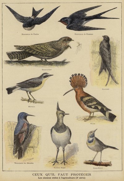 Vogels die bescherming nodig hebben vanwege hun nut voor de landbouw door French School