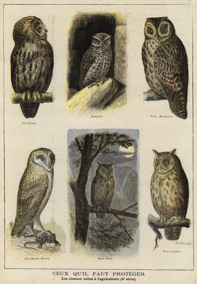 Vogels die bescherming nodig hebben vanwege hun nut voor de landbouw door French School