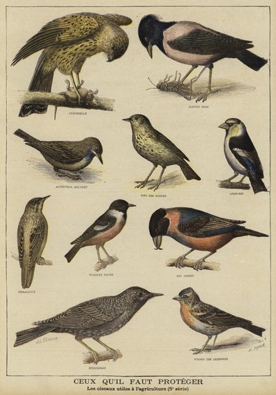 Vogels die bescherming nodig hebben vanwege hun nut voor de landbouw door French School