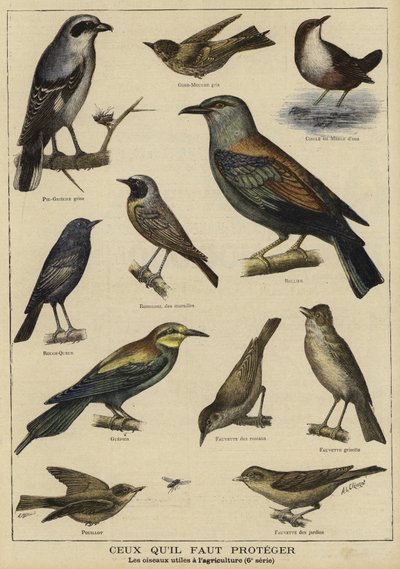 Vogels die bescherming nodig hebben vanwege hun nut voor de landbouw door French School