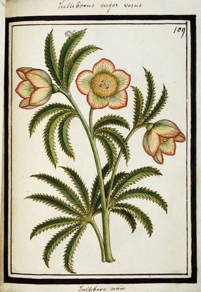 Zwarte nieskruid, ca.1700 door French School
