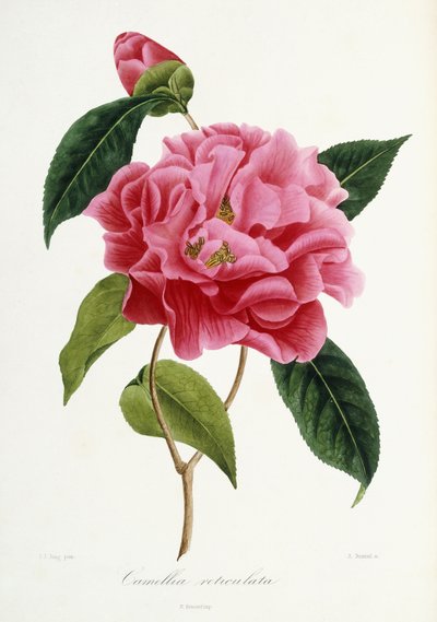 Camellia reticulata, 1839-1943 door French School