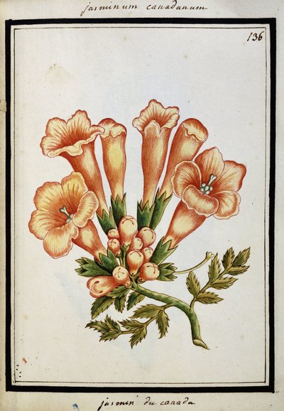 Canadese Jasmijn, ca. 1700 door French School