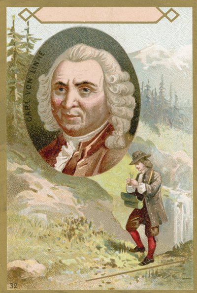 Carl Linnaeus, Zweedse botanicus en zoöloog door French School