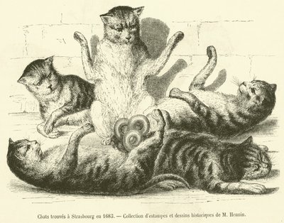 Katten gevonden in Straatsburg in 1683 door French School