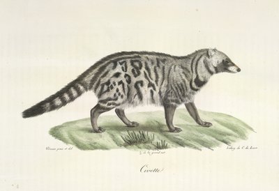 Civette, uit Histoire Naturelle des Mammifères door French School