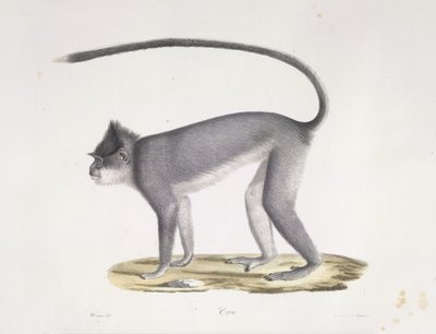 Croo. Een aap, uit Histoire Naturelle des Mammifères (kleur litho) door French School