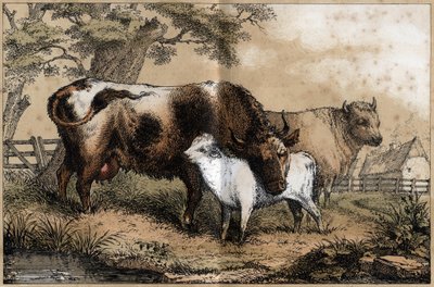 Beschrijving van de verschillende producten en toepassingen van de koe: koe, kalf in een weide. Plaat "La coache et ses produits" in "les Recreations instructives" Synoptisch schilderij door Jules Delbruck, gravure uit 1860. Privécollectie. door French School