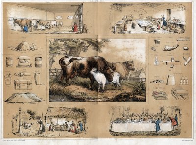 Beschrijving van de verschillende producten en toepassingen van de koe: melken en productie van koemelk, zicht op een zuivelfabriek waar kazen worden gemaakt, die vervolgens te vinden zijn op boeren tafels in de dorpen, evenals op die van de wereldbuffette door French School