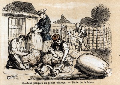 Beschrijving van de verschillende toepassingen en producten van schapen: schapenscheren. Plaat "Les moutons" in "les Recreations instructives" Synoptisch schilderij door Jules Delbruck, gravure uit 1860. Privécollectie. door French School