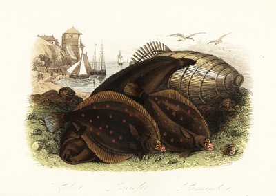 Dover tong, Solea solea, Europese schol, Pleuronectes platessa, en gewone schol, Limanda limanda, op een strand met een visval, vissersboten op de achtergrond door French School