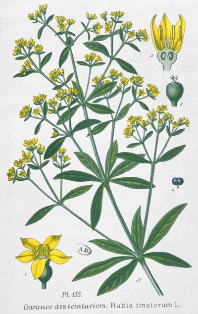 Meekrap (Rubia Tinctorum) door French School