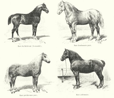 Vier Franse paardenrassen: Merlerault, Boulonnaise, Percheronne, Ardennaise door French School