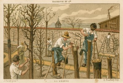 Bomen enten door French School