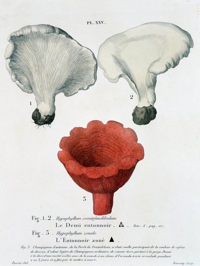 Halve trechter en trechter gezoneerd in Jean Jacques Paulet Traité des champignons, eind 18e eeuw door French School