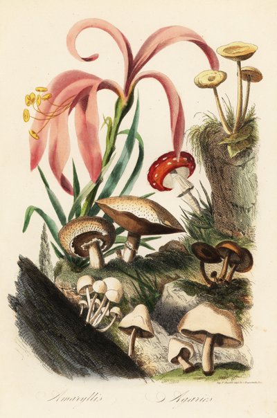 Hippeastrum-soorten, vliegenzwam, Amanita muscaria, Amanita caesarea, keizerszwam en andere paddenstoelen door French School