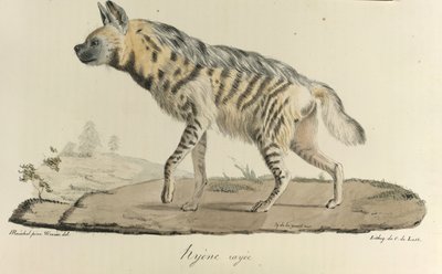 Hyena, een gestreepte hyena, uit Histoire Naturelle des Mammifères door French School