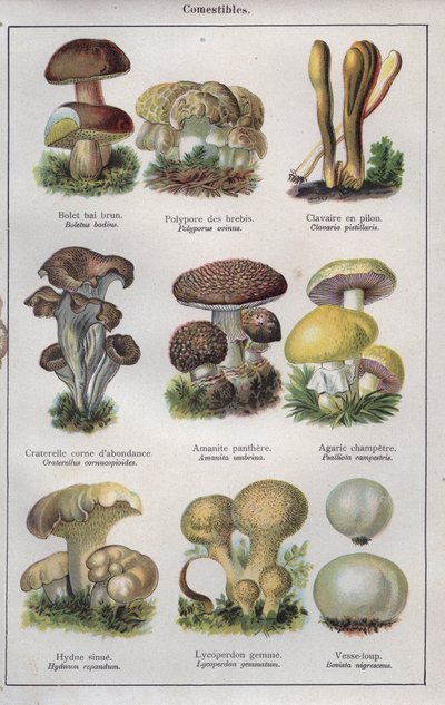 Illustratie voor "traite de medecine et d