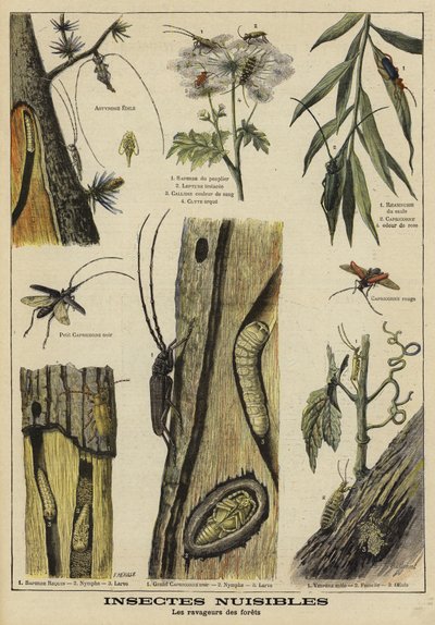 Insecten schadelijk voor bomen door French School