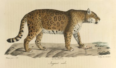 Mannelijke jaguar, uit Histoire Naturelle des Mammifères door French School