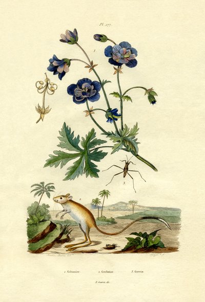 Jerboa door French School