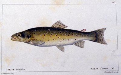 De gewone forel volgens 