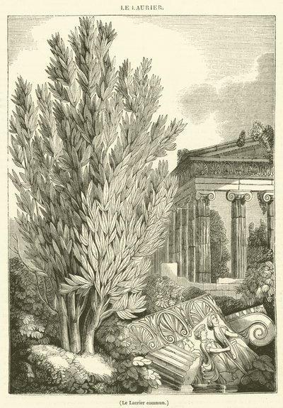 Laurier (gravure) door French School