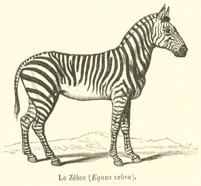 De zebra, Equus zebra door French School