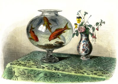 Le cyprin dore (Cyprinus Auratus) - Plaat uit Histoire Naturelle door Bernard Germain de Lacepede (1856-1925), editie P.Furme, Parijs door French School