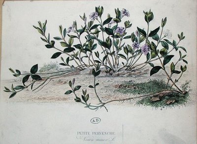Kleine Maagdenpalm of Vinca minor (gekleurde gravure) door French School