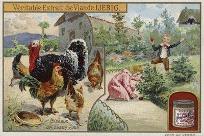 Liebig kaart met pluimvee door French School
