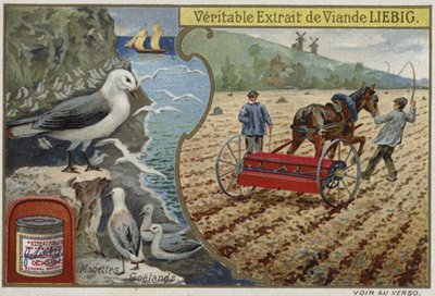 Liebig kaart met zeevogels door French School