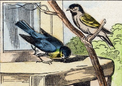 Mees. Gravure in "Buffon Alphabet des Oiseaux n 1". 3e Serie N 1. Imaging of Epinal, Epinal, eind 19e eeuw. 16 pagina