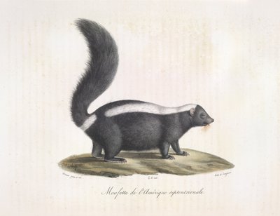 Stinkdier, uit Histoire Naturelle des Mammifères door French School