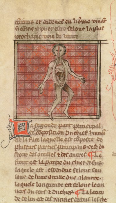 Anatomisch figuur, uit La Chirurgie de Maitre Henri de Mondeville door French School