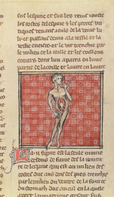 Anatomisch figuur, uit La Chirurgie de Maitre Henri de Mondeville door French School