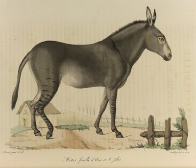 Hybride. Een kruising tussen een ezel en een zebra, uit Histoire Naturelle des Mammifères (kleur litho) door French School
