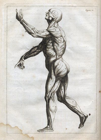 Menselijke spieren - gravure in "Abstracte Anatomie, aangepast aan de kunsten van schilderen en beeldhouwen" - "Abrege d
