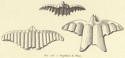 Papillons de Pline door French School