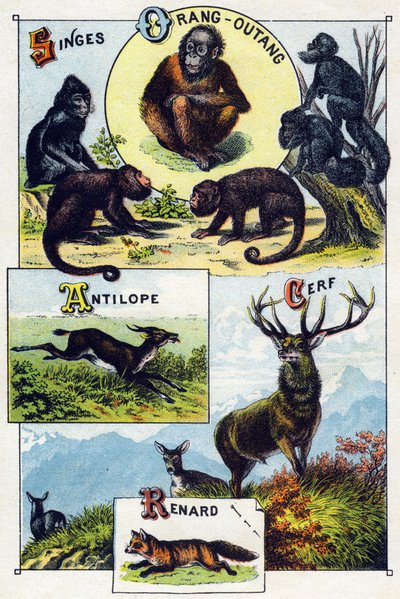 Plaat 1: Apen, orang-oetan, Antilope, Hert, Vos. Gravure in 