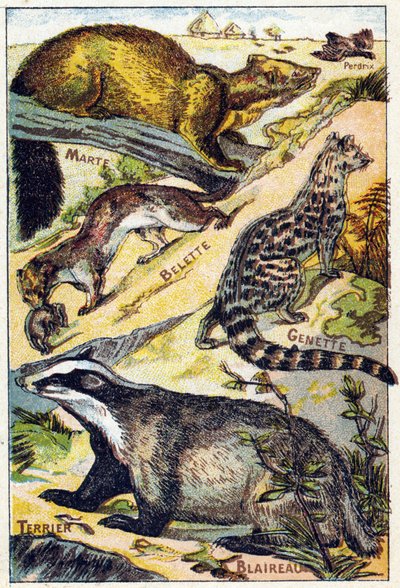 Plaat 1: Patrijs, Marte, Wezel, Genette, Das, Terrier. Gravure in "Syllabary alphabet all kinds of beets". Serie A. Pellerin et Cie, drukker-uitgevers, Epinal, eind 19e eeuw. Chromolithografieën. Klein 8-pagina