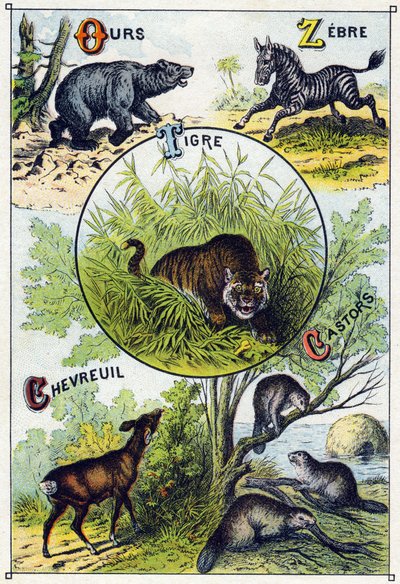 Plaat 2: Beer, Zebra, Tijger, Hert, Bever. Gravure in 