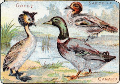 Plaat 2: Fuut, Taling, Eend. Gravure in "Syllabary alphabet of birds and reptiles". Serie A. Pellerin et Cie, drukkers-uitgevers, Epinal, eind 19e eeuw. Chromolithografieën. Klein 8-pagina