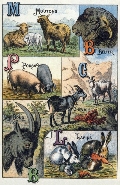 Plaat 2: Schapen, Ram, Varkens, Geiten, Konijnen. Gravure in 
