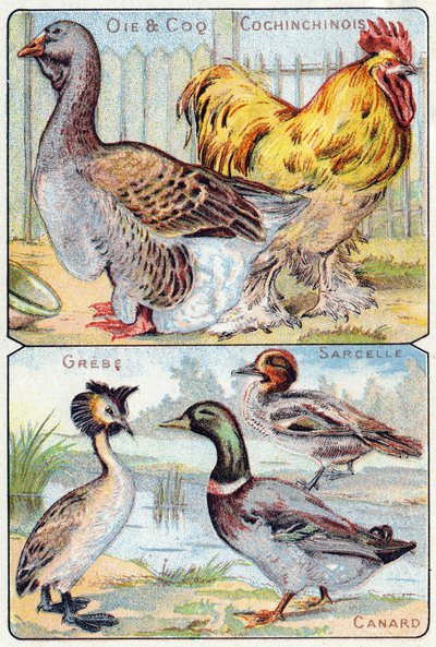 Plaat 2 boven: Gans en haan en Chinees; Onder: Fuut, Taling, Eend. Gravure in "Syllabary alphabet of birds and reptiles". Serie A. Pellerin et Cie, drukkers-uitgevers, Epinal, eind 19e eeuw. Chromolithografieën. door French School