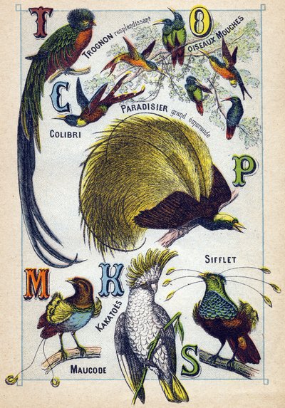 Plaat 3: Glanzende kern, Vliegende vogels, Kolibrie, Smaragdparadijs, Kakatoes, Fluit, Maucode. Gravure in "Syllabisch alfabet van vogels". Serie A. Pellerin et Cie, drukkers-uitgevers, Epinal, eind 19e eeuw. Chromolithografieën. Klein 8-pagina reclamealbu door French School