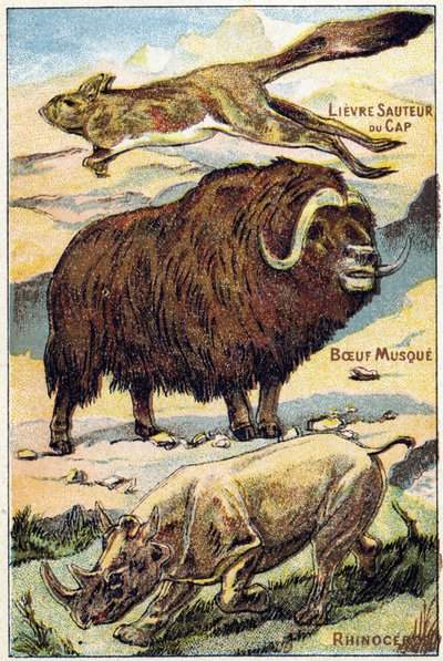 Plaat 4: Springende Kaapse Haas, Muskos Rund, Neushoorn. Gravure in "Syllabary alphabet all kinds of beets". Serie A. Pellerin et Cie, drukker-uitgevers, Epinal, eind 19e eeuw. Chromolithografieën. Klein 8-pagina